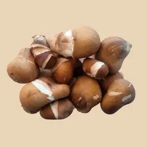 은은한 향 쫄깃한 맛 무농약 참송이버섯 400g(중하품)