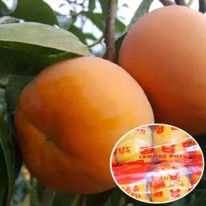 [st푸른농원][GAP인증]밀양 얼음골 단감 10kg(박스포함) 57-60과