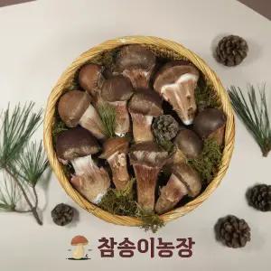 [참송이농장] 국내산 최상급 참송이버섯 중품 500g/1kg