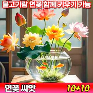 [국내배송] 연꽃 씨앗 수경식물 연못 수중재배 관상용 미니연꽃 수련 그릇 행운 수반 연꽃 종자 실내식물