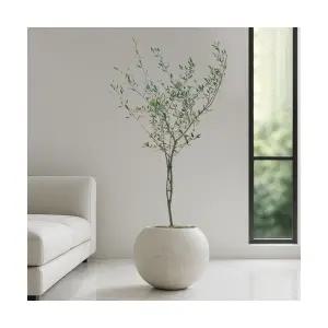 대형 올리브나무 달항아리 거실 개업화분 플랜테리어 인테리어식물 집들이 개업식화분