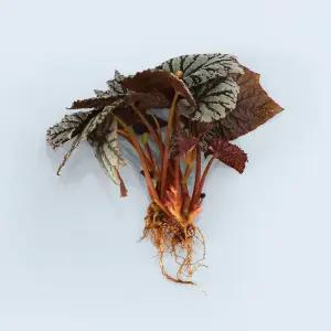 베고니아 렉스 세척 모종 소형 수경재배 식물 키우기쉬운 인테리어 실내공기정화 식물