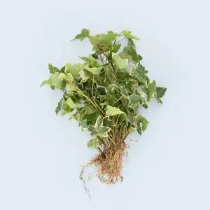 은 아이비 세척 모종 소형 수경재배 식물 키우기쉬운 인테리어 실내공기정화 식물