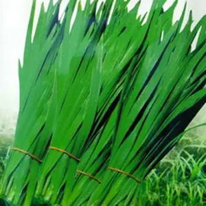 그린벨트 부추 품종 야채 채소 씨 종자 씨앗 400g