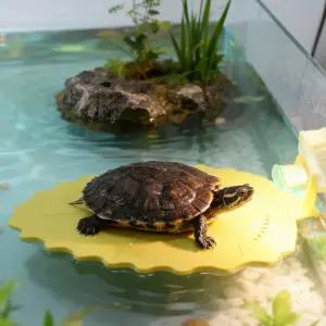 거북이 어항 꾸미기 관상용 물고기 베타 어항 장식품