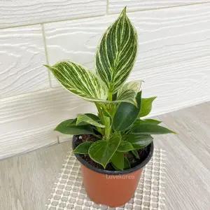 필로덴드론버킨 버킨콩고 공기청정식물 버킨키우기