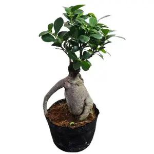 인삼팬더_중(fs182)