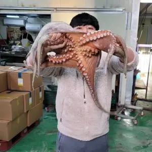 국내산 왕 돌문어 2kg내외 1마리 생물 대마왕문어 큰문어 제수용