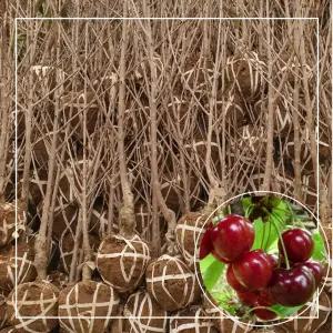 서울농원묘목/왜성 체리나무 라핀스 3년생 분묘(대) 자가수정 대목 강산16호