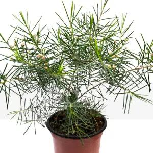 왁스플라워 솔매 매화 나무 화분 호주 야생화 꽃 향기 공기정화 식물 키우기