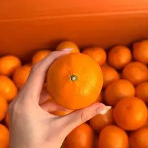 [자연의정] 제주 천혜향 감귤 고당도 특품 10kg