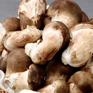 참송이버섯 1kg(중/하)