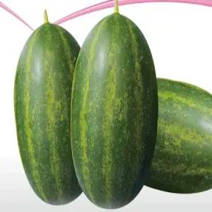 파파야 멜론 씨앗 맬론 종자 멜론씨 참외 참외씨 10알 (KR)