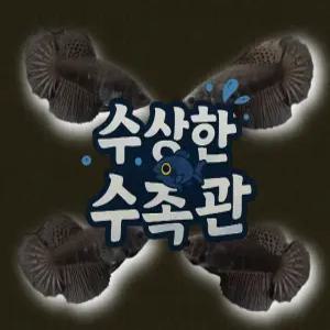[수상한수족관] [하프문베타 ]솔리드색상 블랙 하프문 암컷 베타 / 1마리 / 랜덤발송