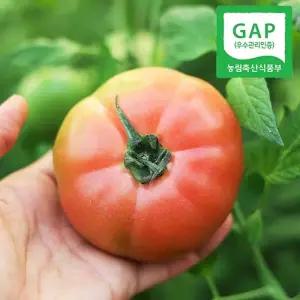 [GAP인증] 경남직송 신선한 동양종 찰 토마토 5kg(25-30과내외)