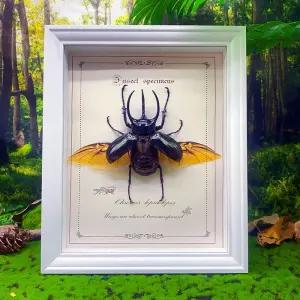 헤라클레스 장수풍뎅이 표본 학습 수집 액자 자연 곤충 거미 사슴뿔