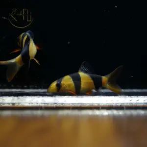 크라운 로치 (관상어, 열대어, 청소물고기)