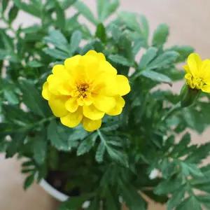 미니 꽃화분 메리골드 화원 DIY 패키지 미니화분 식물인테리어 화분