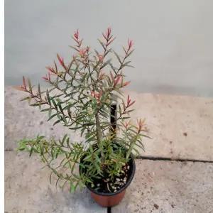 레드티트리빨간 오일나무 새로 출시된 아이에요