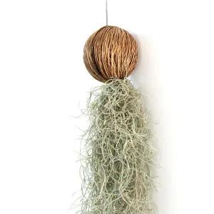 수염틸란드시아코코넛