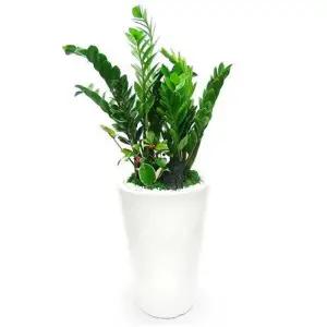 당일 배송 꽃배달 실내공기정화나무 개업 축하 화분 금전수