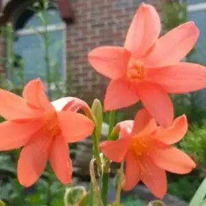 마케니아 빨강꽃모종 다년생 다년초 노지월동 야생화 관엽식물 B02