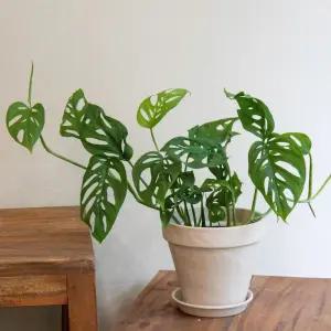반달플라워마켓 아단소니 몬스테라 소형토분 실내공기정화식물
