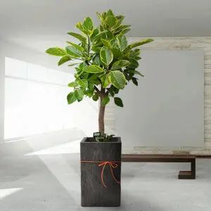 뱅갈고무나무 실내 축하 선물 화분배달 집들이 개업식 개업축하화분