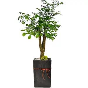 해피트리 축하 선물 화분배달 개업축하화분