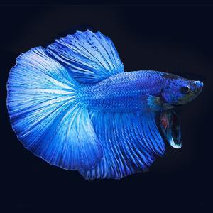 NP 무작위 하프문 베타 1마리