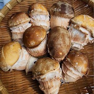 나래뜰농원 참송이 버섯 1kg(중급/상급/최상급)