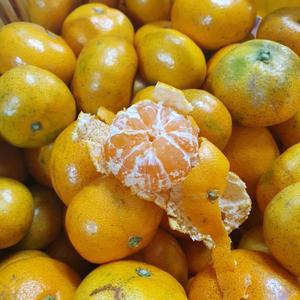 팜쇼마켓 제주 햇 노지 감귤 5kg 10kg