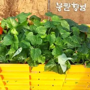 꿀고구마모종 10kg 고구마종순 신품종 해남농장