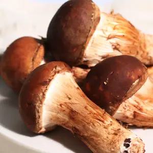 무농약 참송이버섯 몸보신 특품 명절 선물 어버이날 스승의날