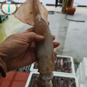 국내산 손질 활 오징어 1kg 손질후 600-800g 2-3미 내외 제철 별미 생물 당일조업 횟감 통찜 볶음 무국 전골 무침