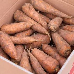 산지직송 제주 구좌 흙당근 10kg 상