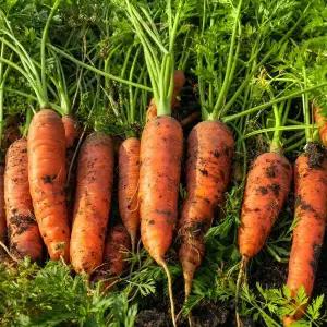 제주 구좌 흙 당근 10kg 왕