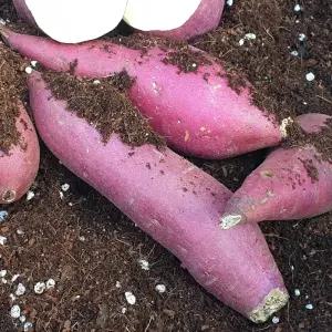 달달한식탁 국내산 해남 세척 꿀 고구마 호박 밤고구마 베니하루카