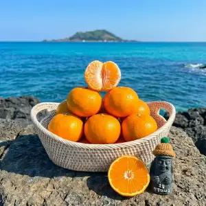 [초고당도 보장] 제주 타이백 감귤 산지직송 10kg 5kg 3kg 로얄과 밀감 조생