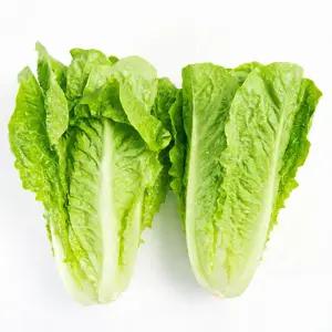 쌈 채소 로메인 상추 2kg 유러피안 샐러드 야채