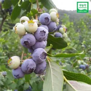 국산 무농약 블루베리 냉동생과 1kg (작은사이즈)