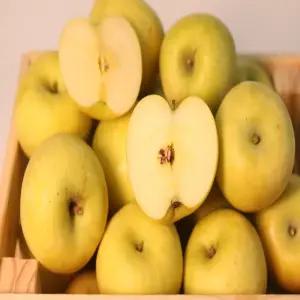 경북 청송 밀양 얼음골 고당도 시나노골드 사과 10KG