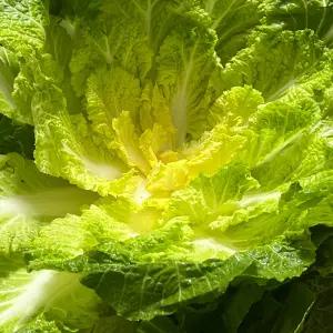 국내산 진도 해풍 봄동5kg 17-30입