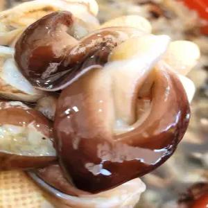 [26년 당일 조업] 여수 검정새조개 500g 두툼하고 쫄깃한 식감 신선함을 그대로