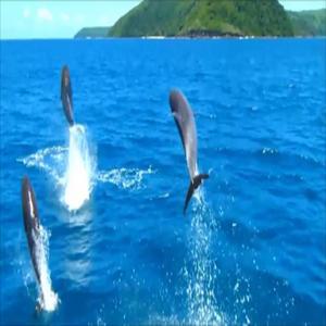 [멀미없는 대형크루즈]괌 K 돌핀크루즈,돌고래 투어+한국인 가이드