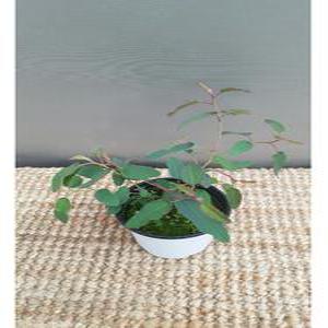 레몬유칼립투스(10센치)레몬향기가 나는 아이에요  (새로입고)