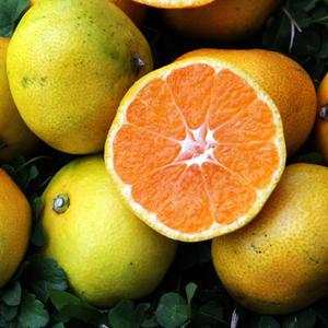 새콤달콤 제주 햇 노지 감귤 5kg (2S-M)