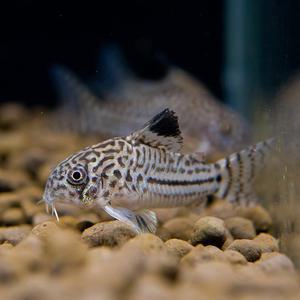 열대어 관상어 청소물고기 / 코리도라스 쥴리 [2마리]