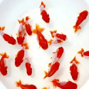 [힘찬열대어] 이쁘고 귀여운 금붕어와 비단잉어 10종류