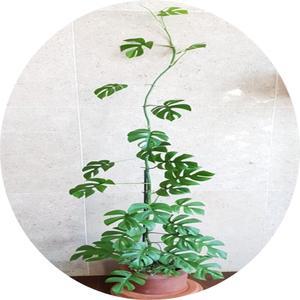 히메몬스테라/화분분갈이제품/새집입주/가습효과/새집증후군/계절별 상태 숙지후 구매